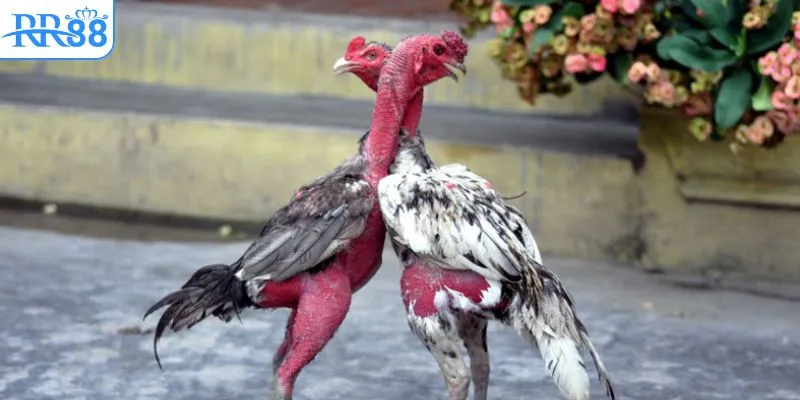 Tìm hiểu sơ lược về đá gà bồ 67